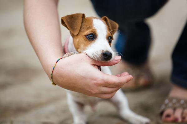 puedes hacer si cachorro muerde demasiado fuerte? | Huellitas, Clínica Veterinaria en Copiapó
