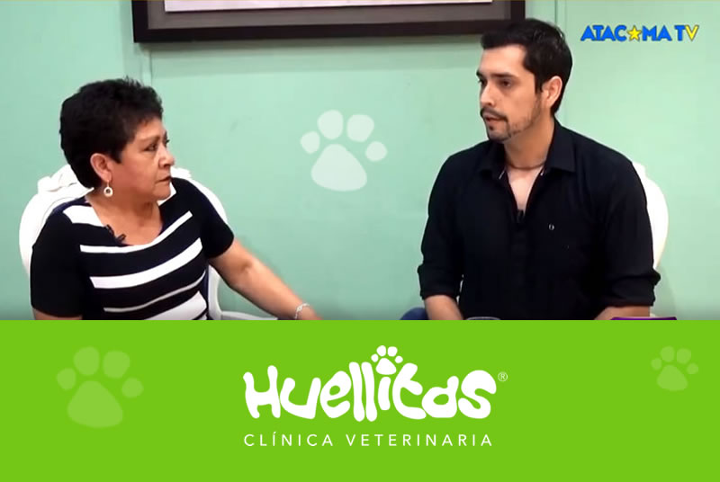 Clinica Veterinaria Huellitas En Atacama Tv Huellitas Clinica Veterinaria En Copiapo