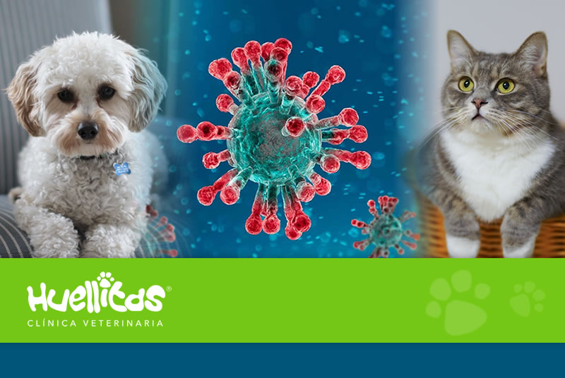 coronavirus-perros-gatos